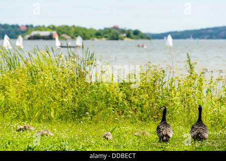 Weißwangengans (Branta Leucopsis) auf Djurgården Stockholm Schweden scheinen Segeljollen jenseits sehen Stockfoto