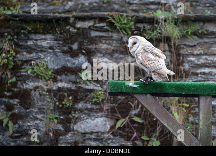 weiße Eule Vogel-Show im Schloss Stockfoto