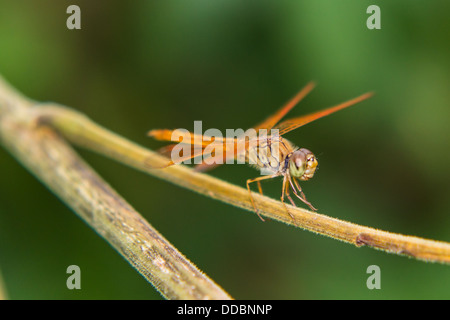 Libelle auf der Natur, Makro Stockfoto