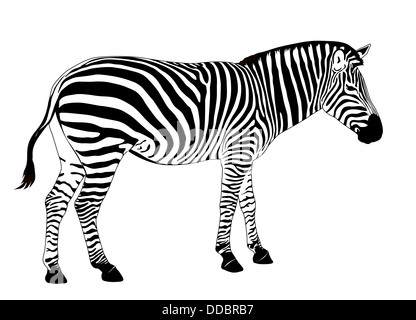 Vektor-Zebra Stockfoto