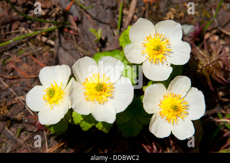 Marsh Marigold, Banff Nationalpark, Alberta, Kanada Stockfoto