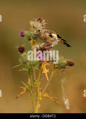 JUvenile Stieglitz Fütterung auf Distel. Stockfoto