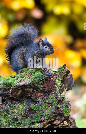 Schwarzen Eichhörnchen auf Baumstumpf Stockfoto