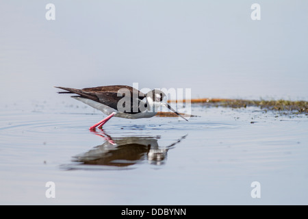 Schwarzhals-Stelzenläufer (Himantopus Mexicanus) bunten Foto mit Bill eintauchen in blaues Wasser, die auf der Suche nach Nahrung. Perfekte Spiegelung Stockfoto