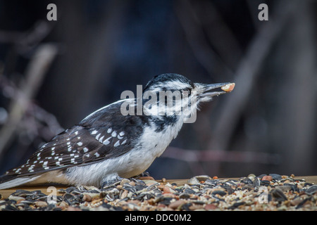 Dunenspecht (Picoides Villosus) ziemlich schwarz und weiß gefärbt weiblich, mit Nahrung im Schnabel auf einem Hinterhof-feeder Stockfoto