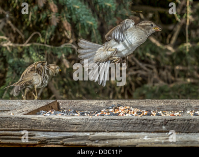 Haussperling (Passer Domesticus) bunte Aktion von weiblich, eingefroren in der Luft, ein Hinterhof-Feeder verlassen. Bäume im Hintergrund. Stockfoto