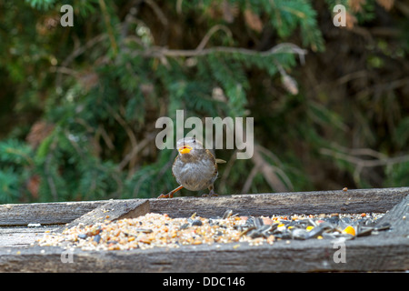 Haussperling (Passer Domesticus) bunt weibliche thront, Blick in die Kamera, in einem Hinterhof-Feeder mit Bäumen im Hintergrund. Stockfoto