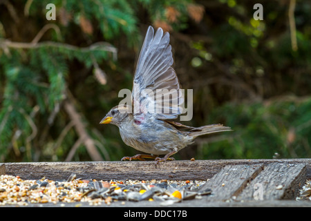 Haussperling (Passer Domesticus) bunt weibliche thront und kurz vor Flug im Hinterhof Feeder mit Bäumen im Hintergrund. Stockfoto