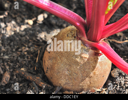 hautnah auf einem Beet in einem Garten gepflanzt Stockfoto