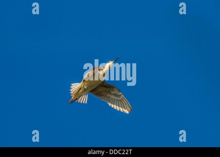 Killdeer (Charadrius Vociferus) hübsche und bunte Vogel, gefangen im Flug gegen den blauen Himmel. Stockfoto