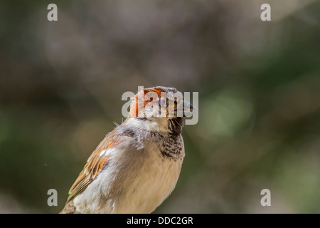 Haussperling (Passer Domesticus) männlich.  Ein rötliches-Braun gefärbt, Vogel, Fütterung in einem Hinterhof-Feeder. Stockfoto