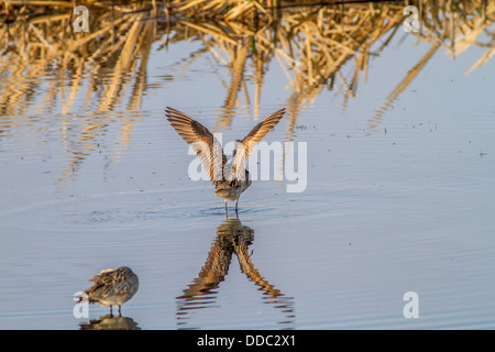 Marmorierte Uferschnepfe (Limosa Fedoa) Verbreitung Flügel abtrocknen nach der Reinigung, in einen Sumpf der Prärie. Perfekte Spiegelung im Blauwasser Stockfoto