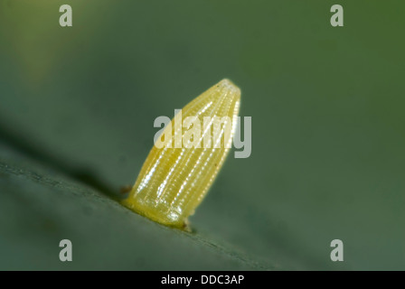 Ei des kleinen weißen Schmetterlings, Pieris Rapae, auf ein Kohlblatt Stockfoto