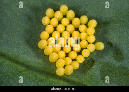 Eiern der Kohl oder großer weißer Schmetterling, Pieris Brassicae, Stockfoto