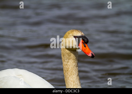 Höckerschwan (Cygnus Olor) Close up Foto von anmutig und schön weißer Vogel, Schwimmen im blauen Wasser der Stanley Park Stockfoto