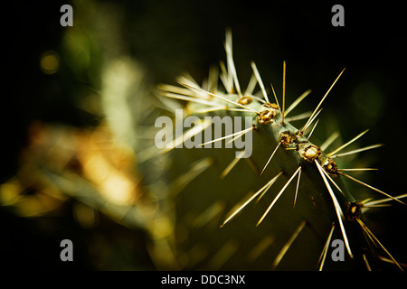 Nopal Kaktus Pflanze Stockfoto