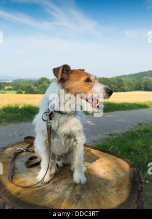 Jack-Russell-Terrier saß auf Baumstumpf Stockfoto