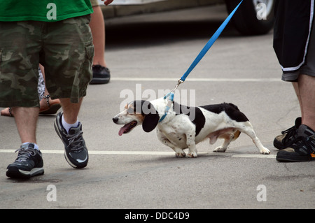 An der Leine Hund auf Stadt Straße Anstrengung, um Fremden zu schnüffeln.  Hundeverhalten Stockfoto