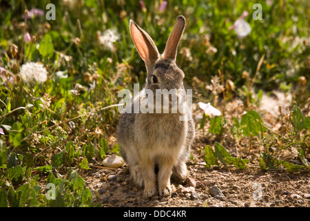 Ein freundliches Häschen gesehen am Great Sand Dunes National Park, in der Nähe von Alamosa, Colorado, USA Stockfoto