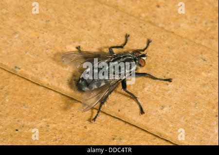 Fleisch-Fly, Sarcophaga Carnaria, Erwachsenen Fliege Stockfoto