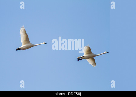 Tundra-Schwan (Cygnus Columbianus) majestätische paar über Alberta Felder vor einem blauen Himmel fliegen Stockfoto