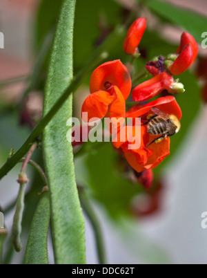 Honigbiene bestäuben Runner Bean Blume, Southampton, Hampshire, England Stockfoto