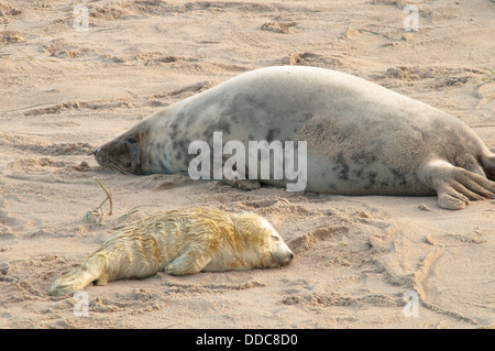 Kegelrobben [Halichoerus Grypus] Mutter mit neugeborenen Welpen. Dezember. Norfolk. Horsey Lücke bis Winterton Dünen. UK Stockfoto