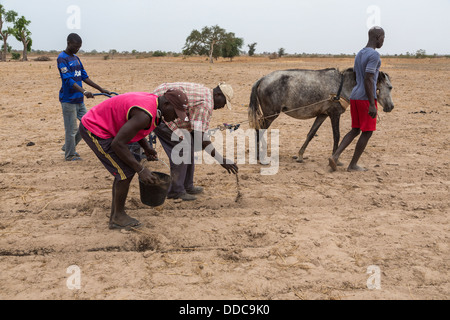 Hirse-Anbau. Verbreitung von Kompost Dünger von Hand, die alten, Rücken beugen, arbeitsintensive Weise. Kaolack, Senegal. Stockfoto