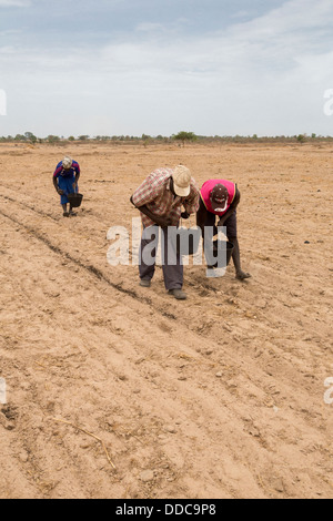 Hirse-Anbau. Verbreitung von Kompost Dünger von Hand, die alten, Rücken beugen, arbeitsintensive Weise. Kaolack, Senegal. Stockfoto