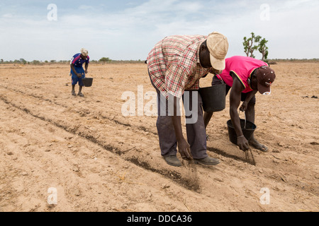 Hirse-Anbau. Verbreitung von Kompost Dünger von Hand, die alten, Rücken beugen, arbeitsintensive Weise. Kaolack, Senegal. Stockfoto