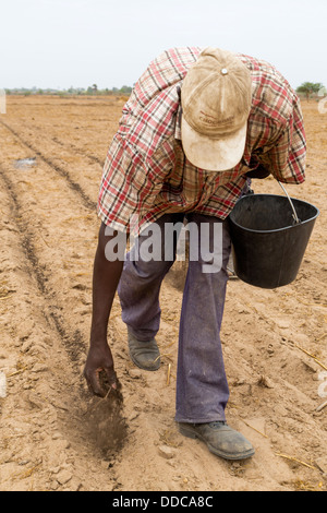 Hirse-Anbau. Verbreitung von Kompost Dünger von Hand, die alten, Rücken beugen, arbeitsintensive Weise. Kaolack, Senegal. Stockfoto