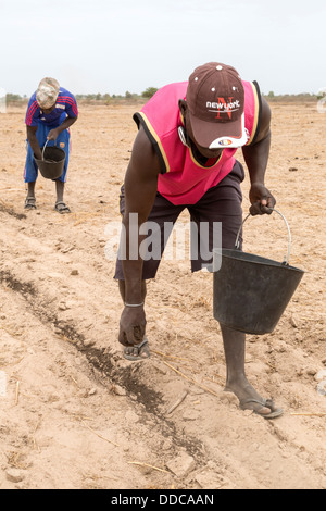 Hirse-Anbau. Verbreitung von Kompost Dünger von Hand, die alten, Rücken beugen, arbeitsintensive Weise. Kaolack, Senegal. Stockfoto