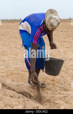 Hirse-Anbau. Verbreitung von Kompost Dünger von Hand, die alten, Rücken beugen, arbeitsintensive Weise. Kaolack, Senegal. Stockfoto