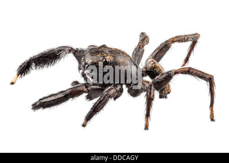 schwarze Spinne in high Definition mit extremer Fokus Stockfoto