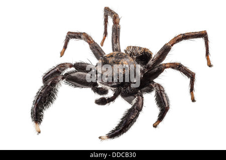 schwarze Spinne in high-definition Stockfoto