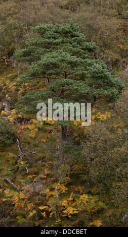 Eine Scots Kiefer umgeben von Herbst Farben am Ufer des Flusses Inver, Assynt, Schottisches Hochland UK Stockfoto