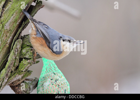 Eurasische Kleiber (Sitta Europaea) Fütterung auf eine fette Kugel im Winter. Stockfoto