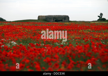 Bereich der Mohn vor der Longues Sur Mer Batterie. Stockfoto