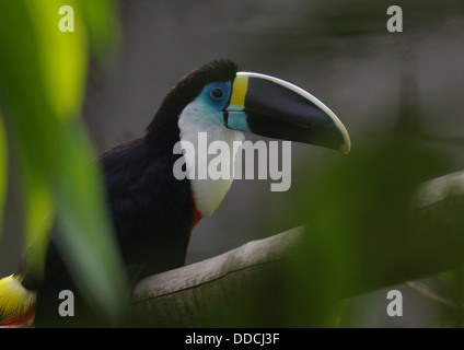 Weiße-throated Tukan - Ramphastos tucanus Stockfoto