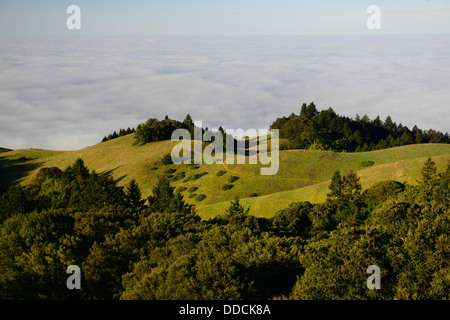 Dichter Nebel Leichentuch hüllt Pazifischer Ozean Mount Tamalpais State Park Marin County Kalifornien USA Nebel Nebel Stockfoto