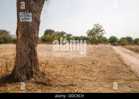 Melden Sie auf Baum zeigt an, dass das Dorf, Bijam, in der Nähe von Kaolack, Senegal, in einem Entwicklungsprogramm Hirse teilnimmt. Stockfoto