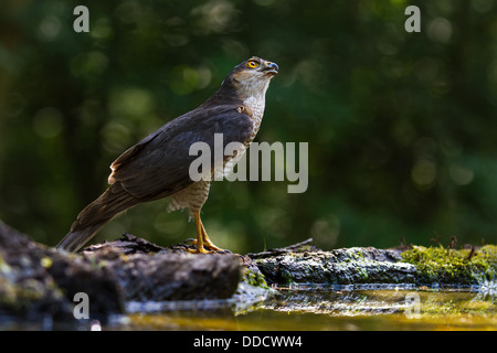 Euarasian Sperber (Accipiter Nisus) Stand am Rande eines Stream, Seitenansicht, Weichzeichner-grünem Hintergrund Stockfoto