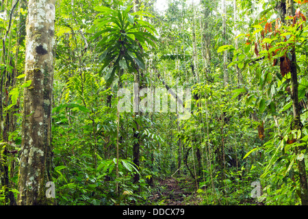 Tropischen Regenwald im ecuadorianischen Amazonasgebiet Stockfoto