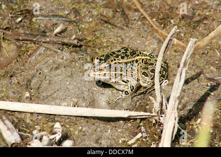 Einen grünen Frosch mit schwarzen Flecken auf Schlamm in einem Sumpf in Morden, Manitoba, Kanada Stockfoto