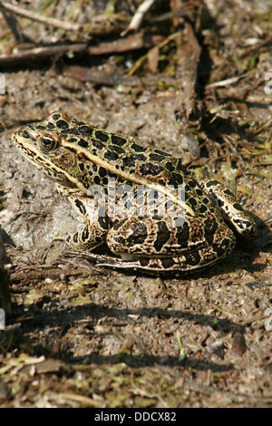 Einen grünen Frosch mit schwarzen Flecken auf Schlamm in einem Sumpf in Morden, Manitoba, Kanada Stockfoto