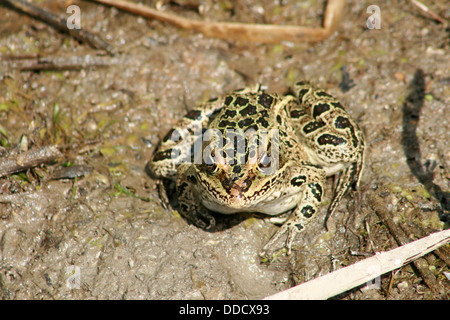 Einen grünen Frosch mit schwarzen Flecken auf Schlamm in einem Sumpf in Morden, Manitoba, Kanada Stockfoto