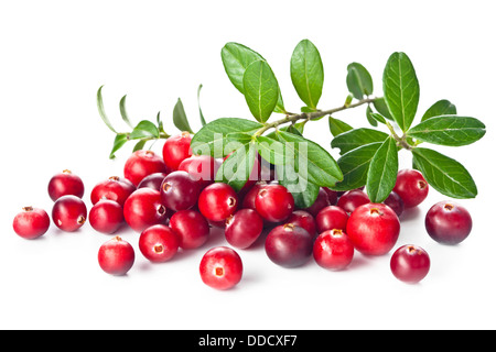 Reife Preiselbeeren mit Blättern auf weißem Hintergrund Stockfoto