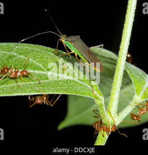 Schild-Fehler (Hemiptera) auf einem Blatt im Regenwald mit Ameisen, Ecuador Stockfoto