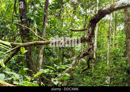 Tot gefallenen Ast im tropischen Regenwald, Ecuador Stockfoto