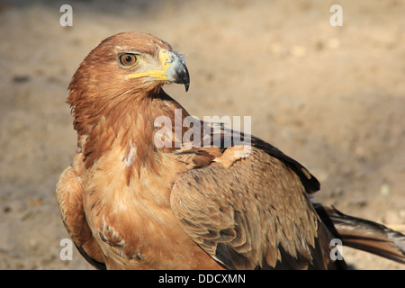 Tawny Adler - Wildvogel Hintergrund und Raptor Schönheit aus Afrika.  In freier Wildbahn.  Das Goldene Auge. Stockfoto